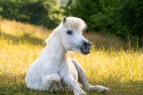 Pony, Shetland pony, mold, gelding, lying down, in the pasture, in the evening