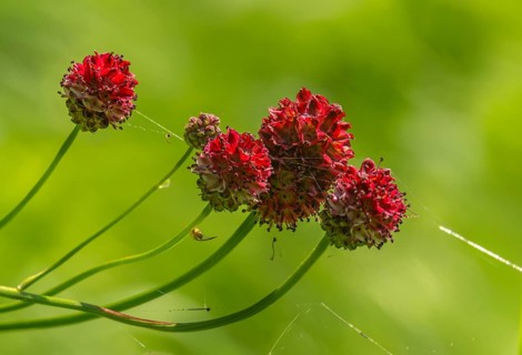 Large meadow button, rosaceae, rose family, sanguisorba officinalis, meadow button, flora, plants,