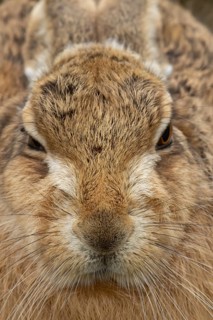 European brown hare (Lepus europaeus) adult animal head portrait, England, United Kingdom