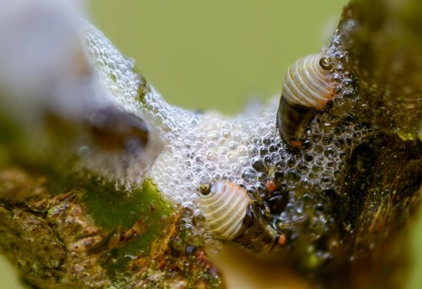 Aphrophora salicina, brown willow spittlebug, witch spit, cuckoo saliva, cuckoo spit, foam cicada,