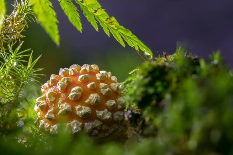 Amanita citrina, amanita muscaria, sweeper, toadstool, chimney sweeper, red toadstool, bead agaric,
