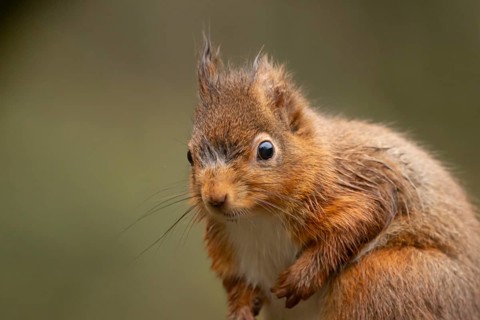 Red squirrel (Sciurus vulgaris) adult animal head portrait, England, United Kingdom