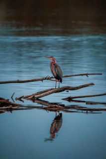 A bird is perched on a branch above a stretch of water, its reflection can be seen in the calm blue