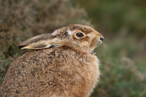 European brown hare (Lepus europaeus) adult sleepy animal yawning in grassland, England, United