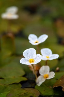 European Frog's-Bit, European Frogbite, Frogbite, Hydrocharis Morsus-Ranae, Common Frogbit, Flora,