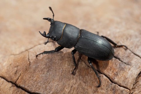 Beetle beetle, dorcus parallelipipedus, lesser stag beetle, beetle, coleoptera, insects, beetles,
