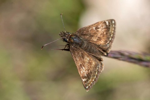 Brandenburg, Germany, dingy skipper, dark-headed butterfly, Erynnis day, crown-wit, nabu project,