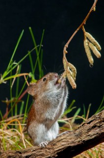 Bank vole, Clethrionomys glareolus, myodes glareolus, rodents, rodentia, rubella, wood vole, high