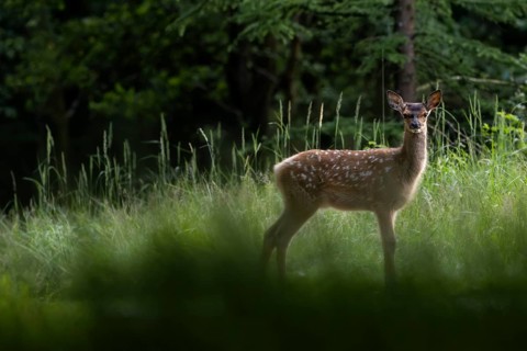 A sudden movement did not go unnoticed by the red deer fawn (Cervus elaphus) – sweet, cute, baby