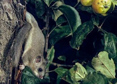 Edible dormouse, fat dormouse, glis glis, rodents, rodentia, dormouse, bilche, bolt, dormice,