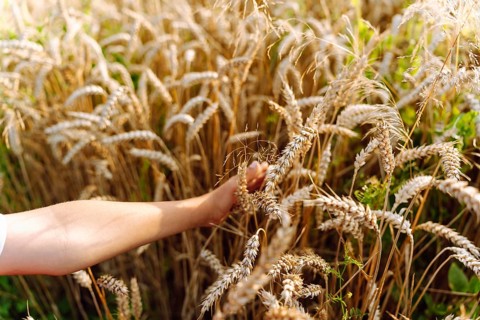 A child hand touches ears of corn in a wheat field. A hand reaches into a golden wheat field,