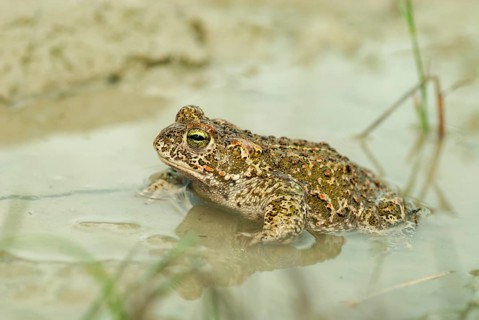Brandenburg, Bufo Calamita, Epidalea Calamita, Germany, Toad, Nabu, Natterjack Toad, amphibians,