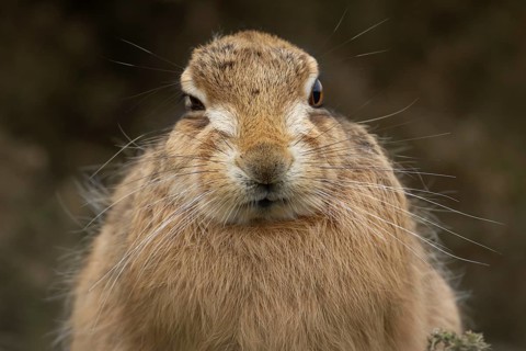 European brown hare (Lepus europaeus) adult animal head portrait, England, United Kingdom