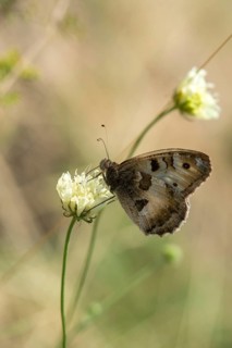 Alpine Witch, Mountain Witch, Chazara Briseis, Hermit, Steppe Porter, Butterfly, High Size,