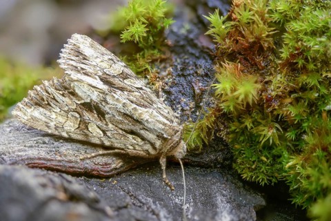 Apamea monoglypha, grass clump owl, root eater, dark arches, insects, moths, moths, butterflies