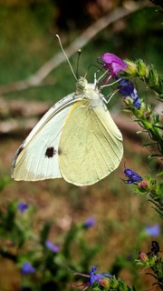Yellow butterfly, white butterfly (Pieridae) on a pink flower in its natural habitat, close-up,