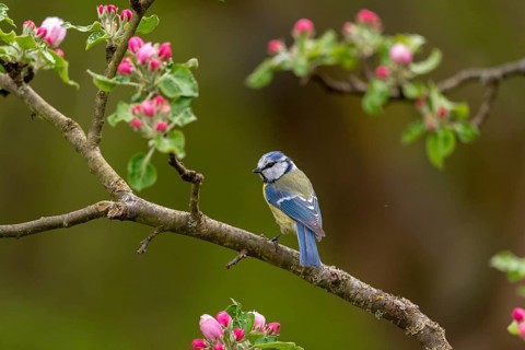 Blue tit, fruit tree blossoms, parus caeruleus, birds, spring, tits, passeri, songbirds, songbirds,