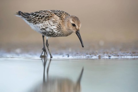 Dunlin (Calidris alpina) foraging, Mecklenburg-Western Pomerania, Germany