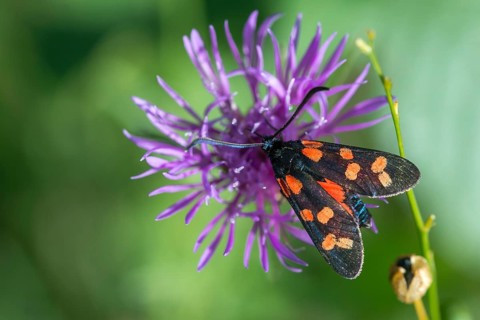Acorn ram, common blood droplet, six-spot ram, six-spot burnet, zygaena filipendulae, blood