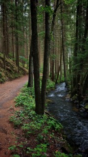 A hiking trail runs next to a small stream in a dense forest, Fichtelgebirge nature park Park,