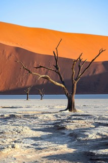 Dead camel thorn trees (Vachellia erioloba), red sand dunes, white salt pan, Dead Vlei, Sossusvlei,
