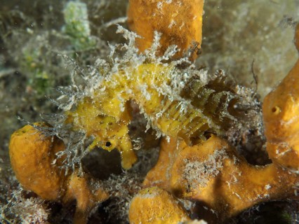 A yellow long-snouted seahorse (Hippocampus guttulatus), hidden on a golden sponge (Aplysina