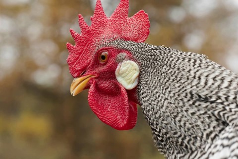 Portrait of a dwarf Italian rooster striped