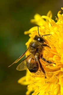 Apidae, apis mellifera, bees, European honey bee, European honeybee, hymenoptera, western honey