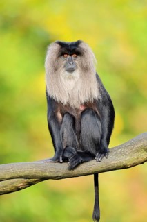 Lion-tailed Macaque or Wanderu (Macaca silenus), female sitting on a branch, in captivity, native