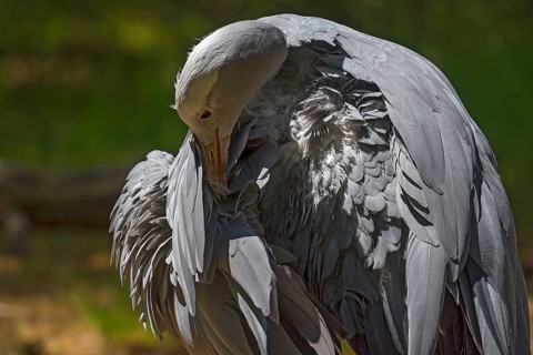 A paradise crane (Anthropoides paradisea) preening itself, Nuremberg Zoo, Middle Franconia,
