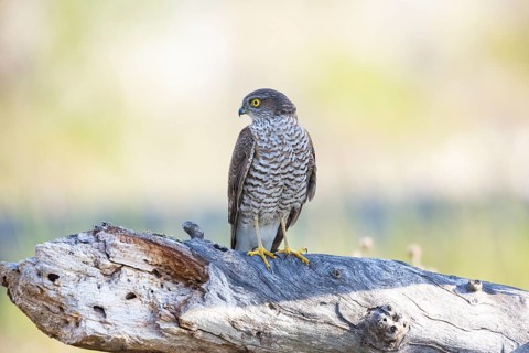 Sparrowhawk (Accipiter nisus) Germany