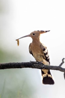 Hoopoe (Upupa epops), perched on a branch with food in its beak, Lower Austria, Austria