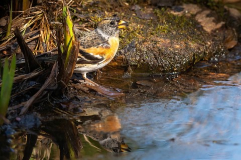 Mountain Finch, Brambling, Fringilla Montifringilla, Bath, Bird Bath, Birds, Passeri, Songbirds,