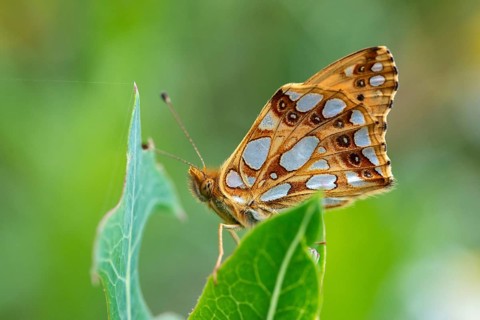 Argynnis Lathonia, Issoria Lathonia, Little Mother of Pearl Butterfly, Queen of Spain Fritillary,