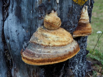 Close-up of a fungus, the Red Banded Polypore (Red Banded Polypore), growing on a tree stump,