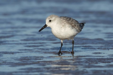 Sanderling (Calidris alba) adult wading bird in winter plumage on a beach, Norfolk, England, United