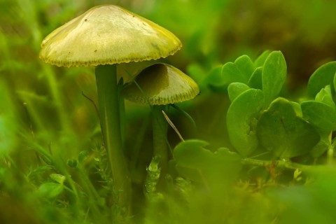 Gliophorus psittacinus, hygrocybe psittacina, parrot sapling, parrot green sapling, Parrot waxcap,