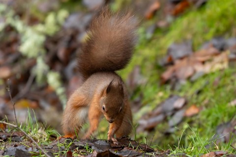 Red squirrel (Sciurus vulgaris) adult animal burying a nut in a woodland, England, United Kingdom