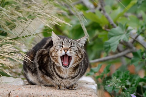 House cat lies on a wall and yawns, Algarve, Portugal