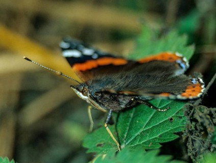 Admiral, Red Admiral, Vanessa Atalanta, Butterfly, Insects, Insects, Leo, Butterfly, Butterflies
