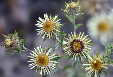 Asteraceae, Brandenburg, Carlina vulgaris, Germany, common weather thistle, golden thistle, small