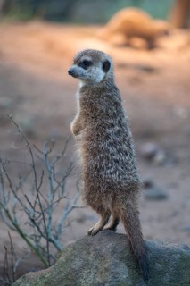 A meerkat (Suricata suricatta) stands guard, Nuremberg Zoo, Nuremberg, Middle Franconia, Germany.