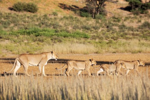 Lion (Panthera leo). Female with cubs. Kalahari Desert, Kgalagadi Transfrontier Park, South Africa