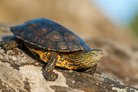 Mauremys leprose, Moorish brook turtle, Spanish water turtle, Spanish terrapin, critters,