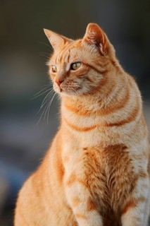 House cat, Fuerteventura, Canary Islands, Spain