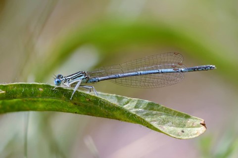 Feather dragonfly, platycnemis pennipes, white-legged damselfly, damselflies, dragonflies, insects,