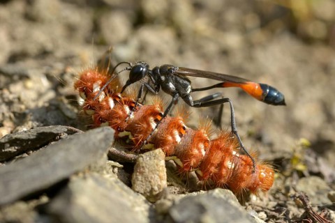 Acronicta rumicis, ammophila sabulosa, ampferous owl, ampferowl, common sand wasp, digging wasp,