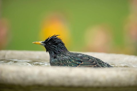 Common starling (Sturnus vulgaris) adult garden bird bathing in a water bird bath, England, United