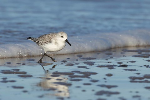Sanderling (Calidris alba) adult wading bird in winter plumage running on a beach, Norfolk,