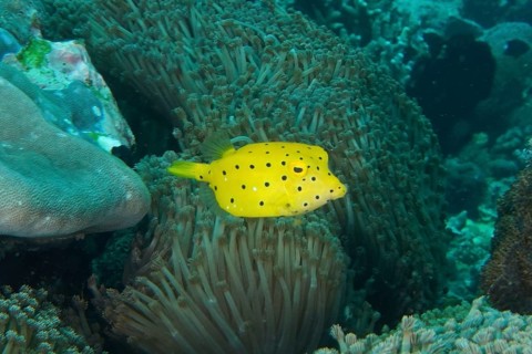 Bright yellow boxfish, juvenile yellow boxfish (Ostracion cubicus), swimming amongst dense coral